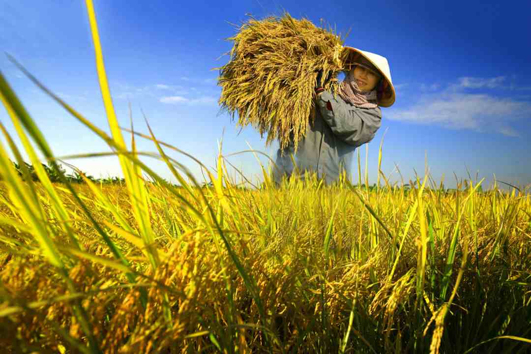 Giá Tiêu Leo Thang: Thu Nhập Nông Dân Được Cải Thiện Giá Tiêu Leo Thang: Thu Nhập Nông Dân Được Cải Thiện