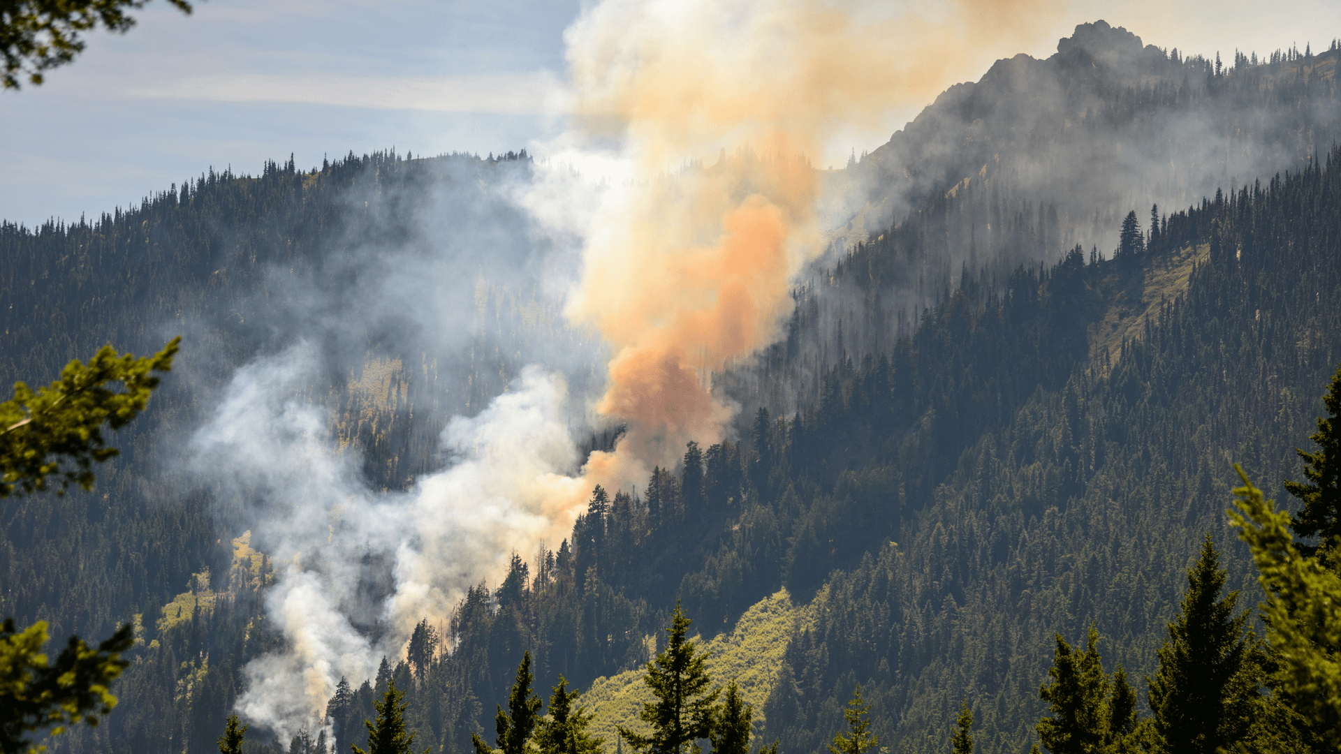 Global Forest Loss Reaches Record High: Wildfires Fuel Destruction Global Forest Loss Reaches Record High: Wildfires Fuel Destruction