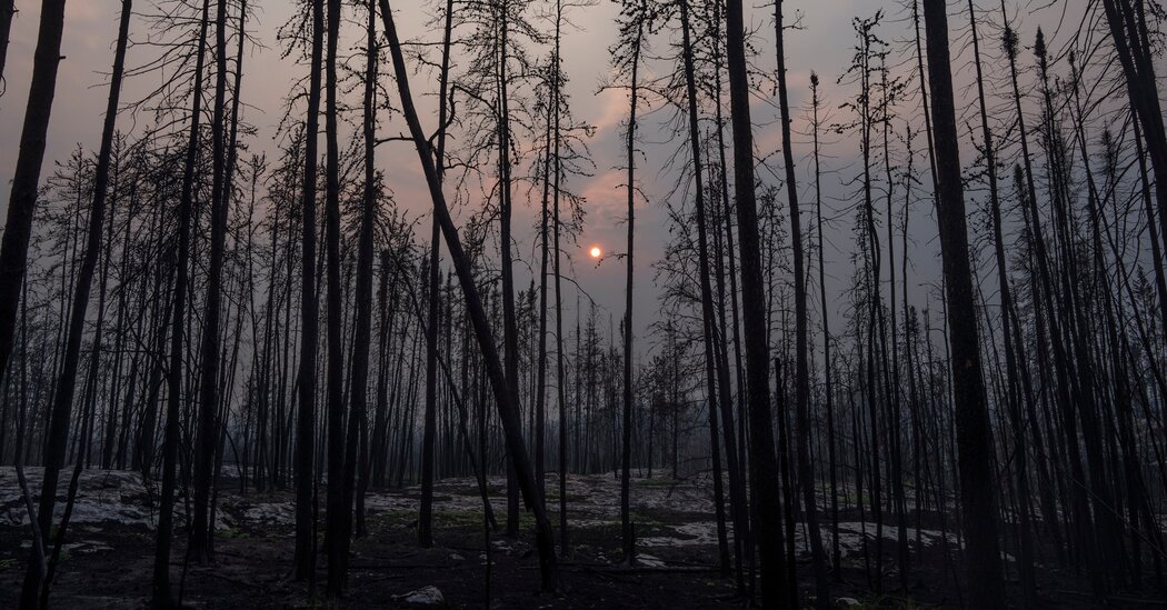 Global Forest Loss Reaches Record High: Wildfires Fuel The Destruction Global Forest Loss Reaches Record High: Wildfires Fuel The Destruction