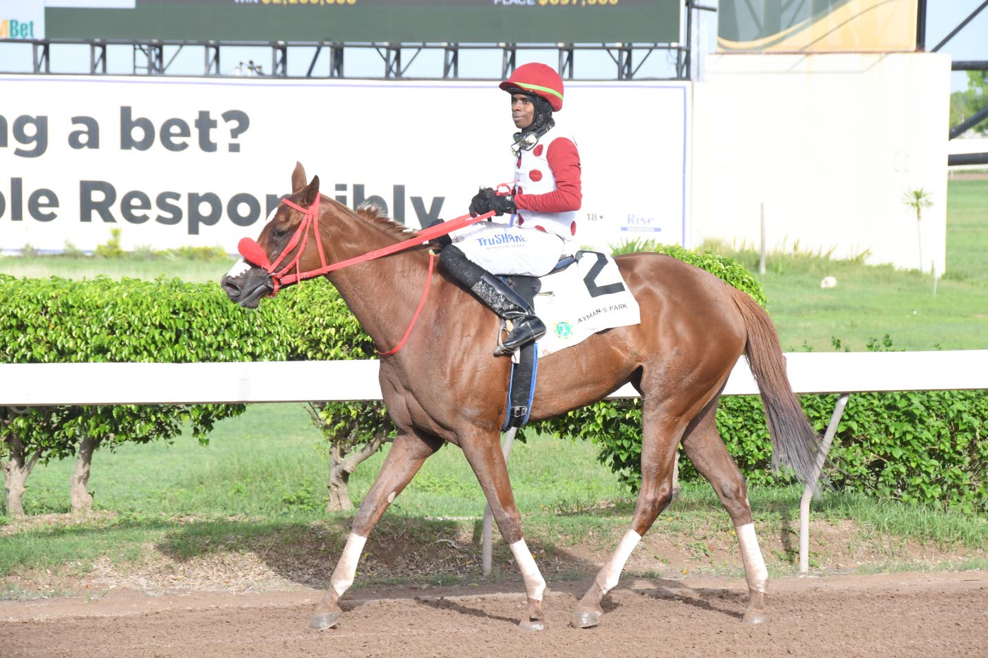 Grand Slam Triumphs In Jamaica: Observer Report Grand Slam Triumphs In Jamaica: Observer Report