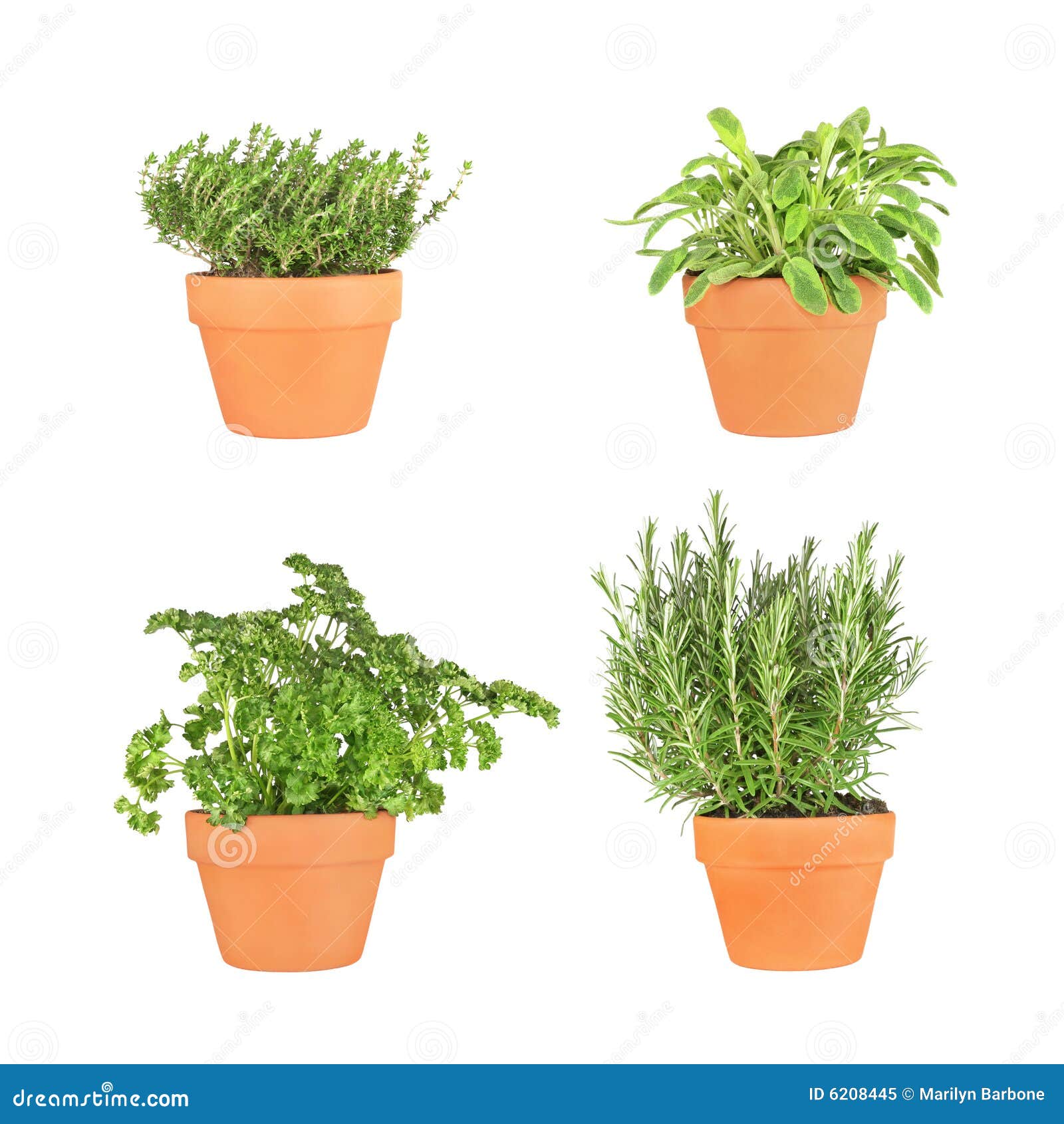 Growing Rosemary & Thyme: A Practical Handbook For Beginners Growing Rosemary & Thyme: A Practical Handbook For Beginners