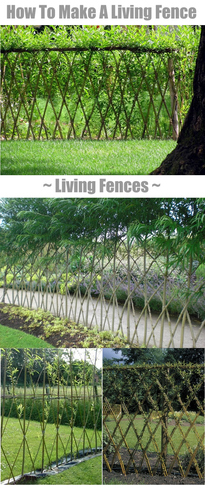 Guide To Building Your Own Living Fence Guide To Building Your Own Living Fence