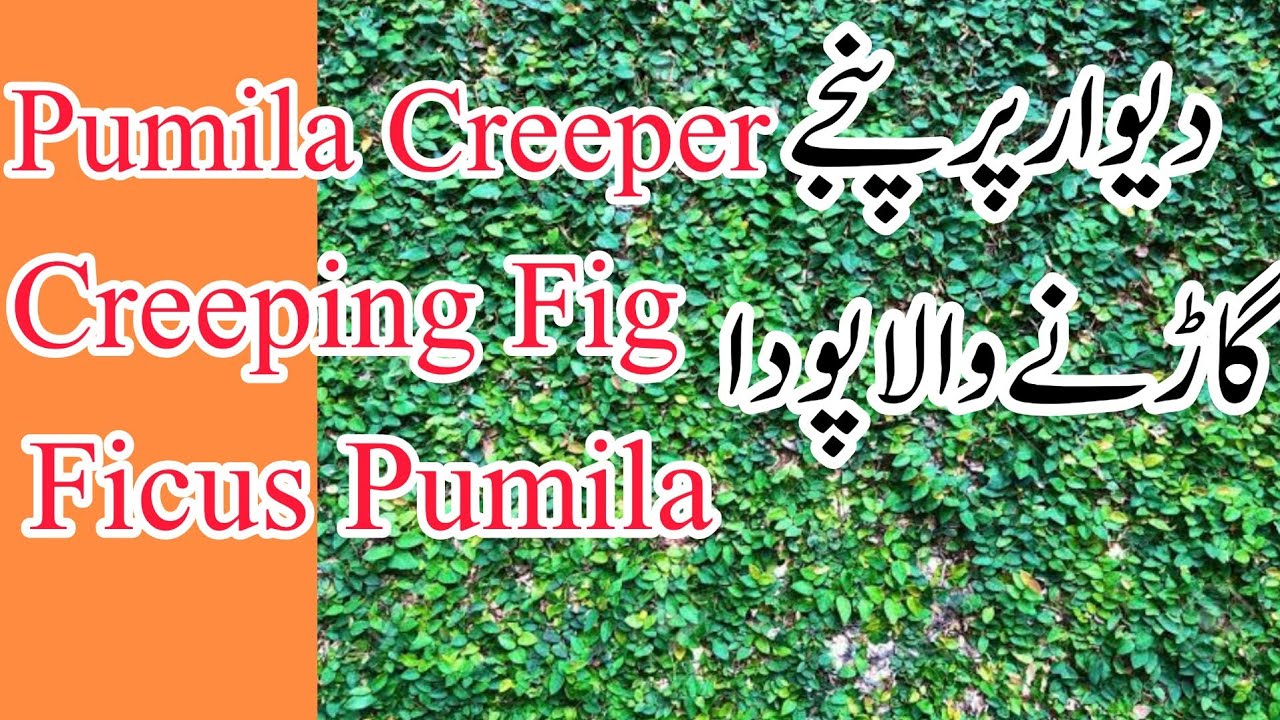 ہالی ووڈ اسٹار ٹام کروز: مداح کا جوتوں پر چڑھنے کا واقعہ اور اس کا وائرل ردعمل ہالی ووڈ اسٹار ٹام کروز: مداح کا جوتوں پر چڑھنے کا واقعہ اور اس کا وائرل ردعمل