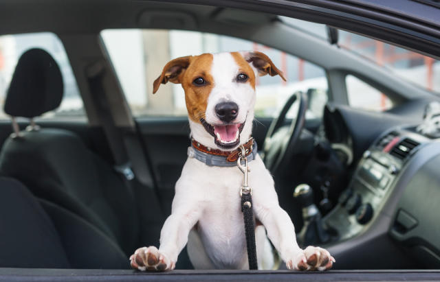 Heads Up For Tails And Uber Team Up For Easier Pet Travel In Delhi And Mumbai Heads Up For Tails And Uber Team Up For Easier Pet Travel In Delhi And Mumbai