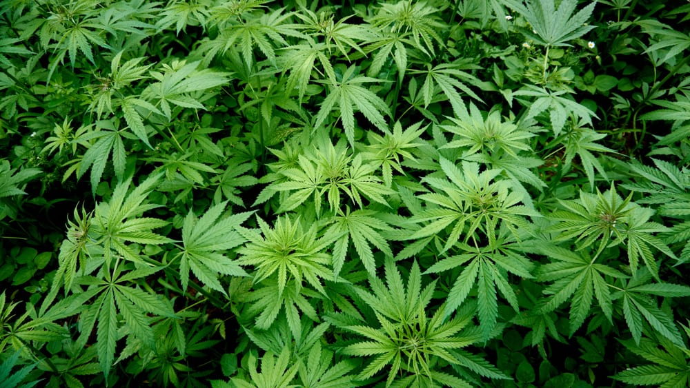Hemp In Georgia: A Practical Guide To Current Legal Regulations Hemp In Georgia: A Practical Guide To Current Legal Regulations