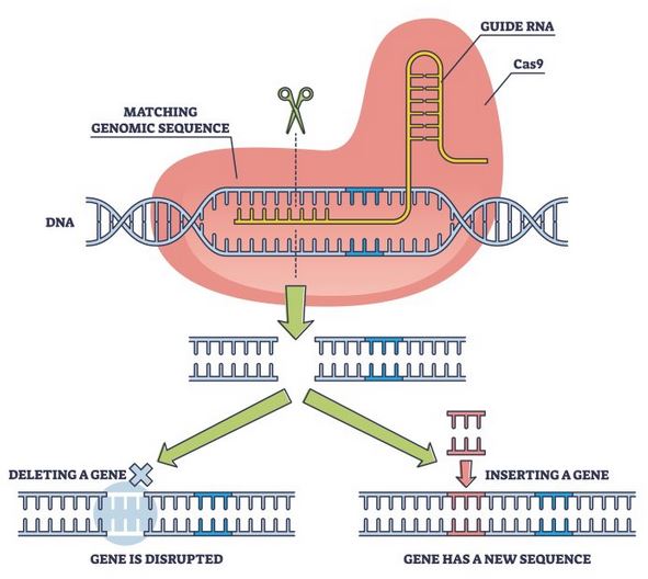 Improving Gene Therapy With CRISPR: Whole Gene Insertion Techniques Improving Gene Therapy With CRISPR: Whole Gene Insertion Techniques