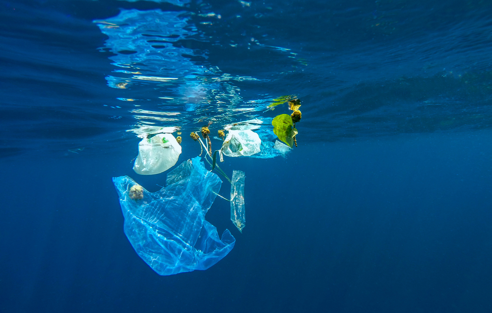 In Quale Acqua Ci Sono Più Microplastiche?  Acqua Del Rubinetto, Mare O Bottiglia?