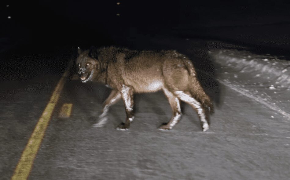 Increasing Wolf Sightings In The North State: Addressing The Issue Increasing Wolf Sightings In The North State: Addressing The Issue
