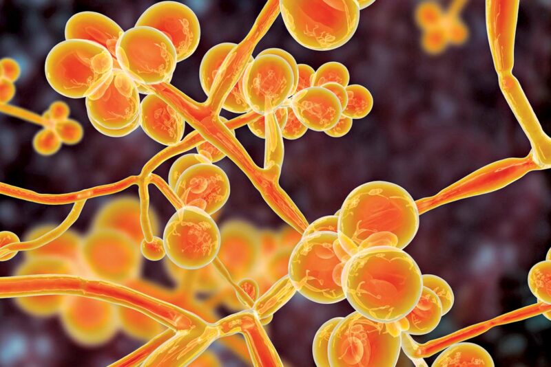 Investigating The Spread Of A Dangerous Fungus In A Changing Climate Investigating The Spread Of A Dangerous Fungus In A Changing Climate