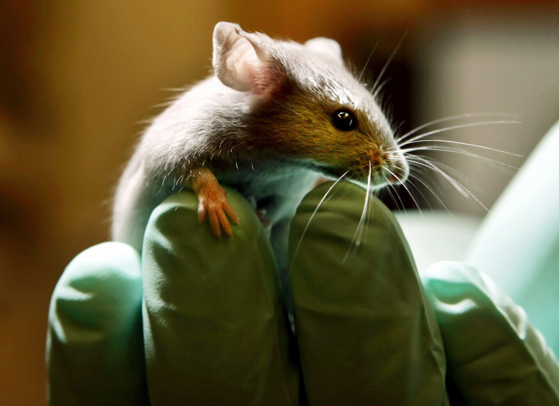 Investigating US Funding In Transgender-Related Animal Studies Investigating US Funding In Transgender-Related Animal Studies