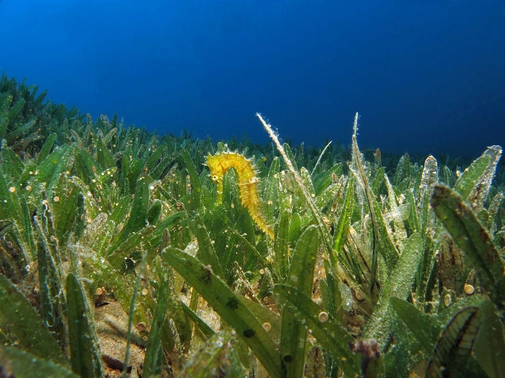 Investing In Scotland's Future: Seagrass Planting Bids And Coastal Restoration Investing In Scotland's Future: Seagrass Planting Bids And Coastal Restoration