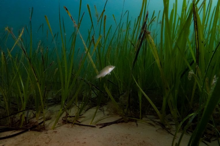 Investing In Scotland's Future: Seagrass Planting Initiatives Investing In Scotland's Future: Seagrass Planting Initiatives