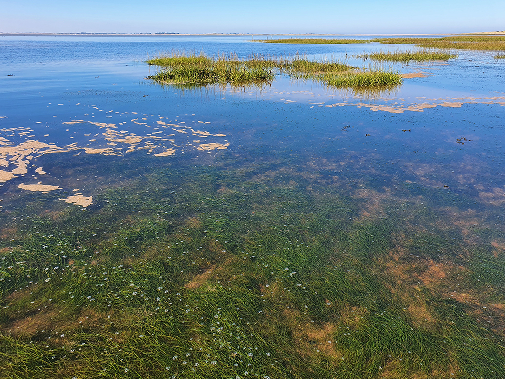 Investing In Scotland's Future: Seagrass Restoration Bids And Coastal Health Investing In Scotland's Future: Seagrass Restoration Bids And Coastal Health