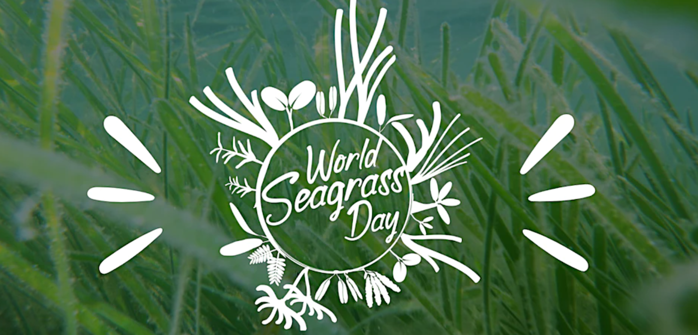 Investing In Scotland's Future: Seagrass Restoration Bids Investing In Scotland's Future: Seagrass Restoration Bids