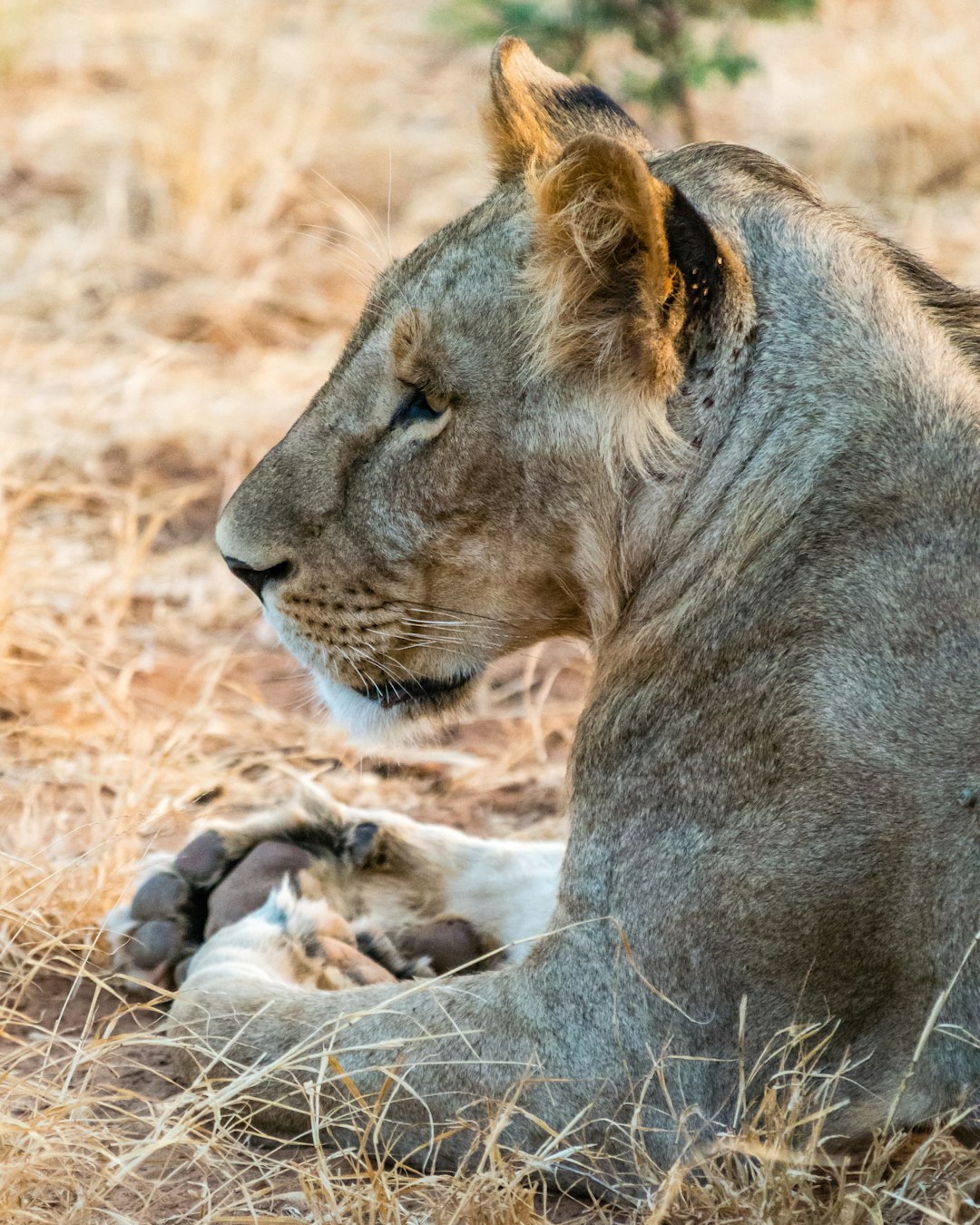 Is AI A Boon Or Bane For Wildlife Conservation? Exploring The Complex Relationship Is AI A Boon Or Bane For Wildlife Conservation? Exploring The Complex Relationship