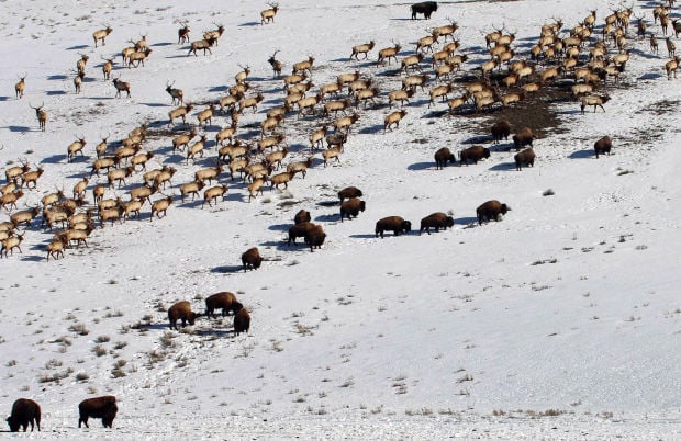 Jackson Elk Herd Hunt Season: Deeper Cuts After Public Feedback Jackson Elk Herd Hunt Season: Deeper Cuts After Public Feedback