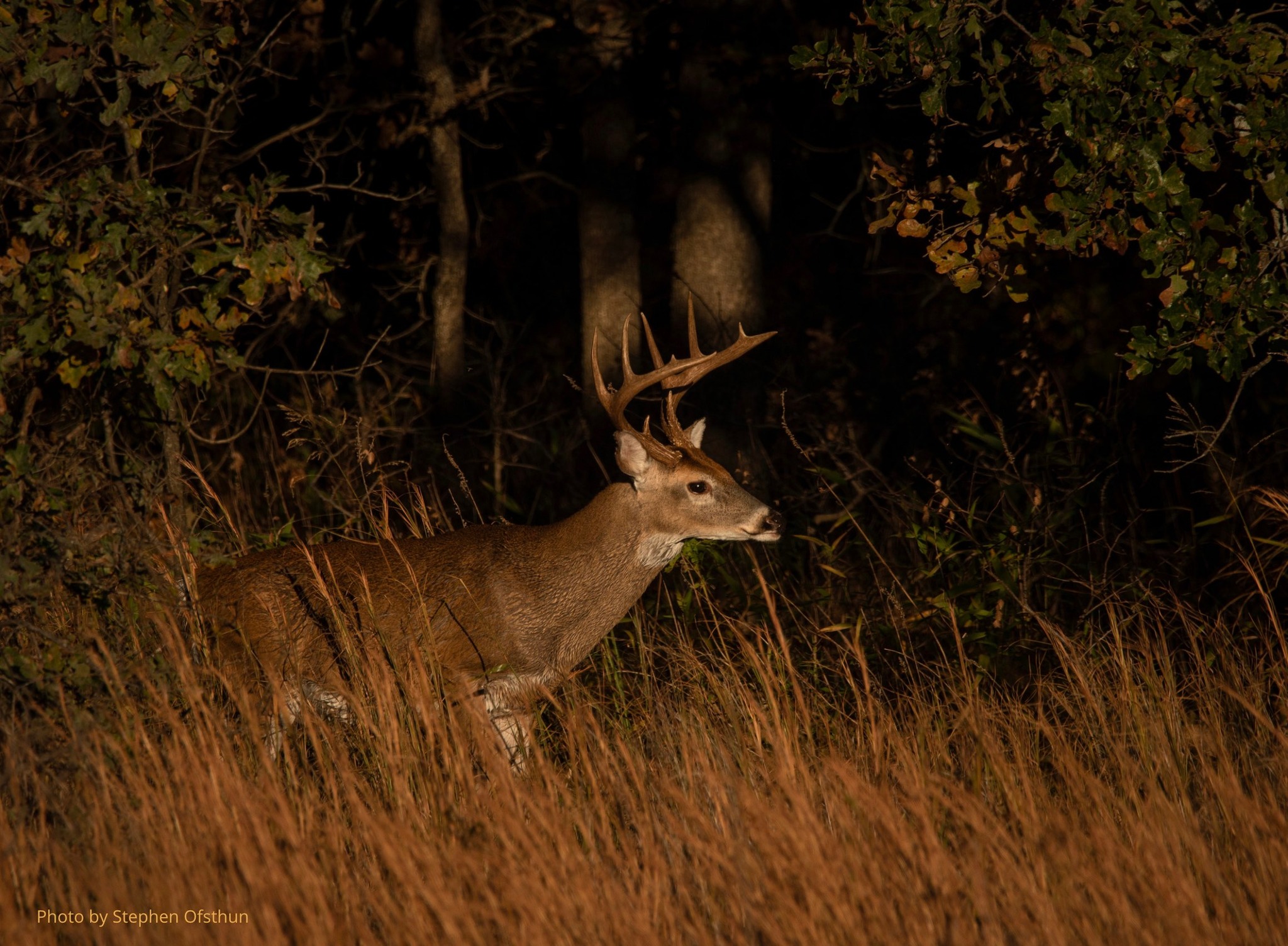 Jackson Hole Elk Feedground: Confirmed CWD Case Jackson Hole Elk Feedground: Confirmed CWD Case