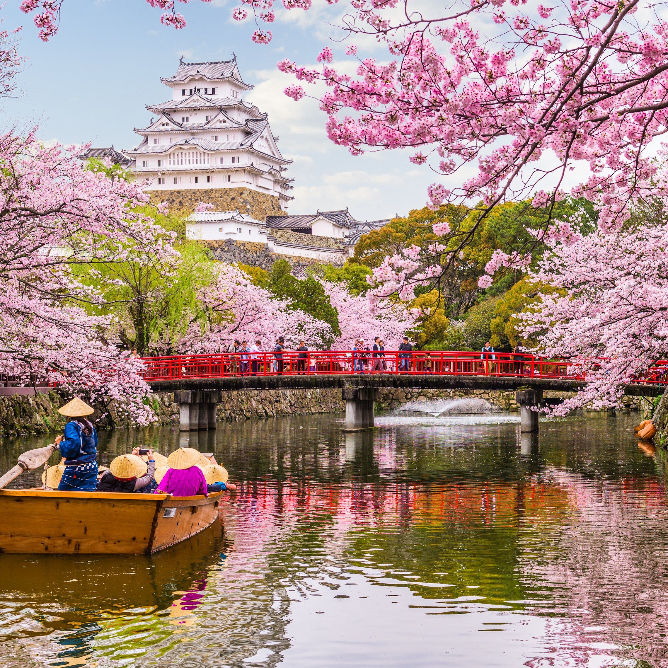 Japan's Cherry Blossoms: A Springwatch Perspective Japan's Cherry Blossoms: A Springwatch Perspective