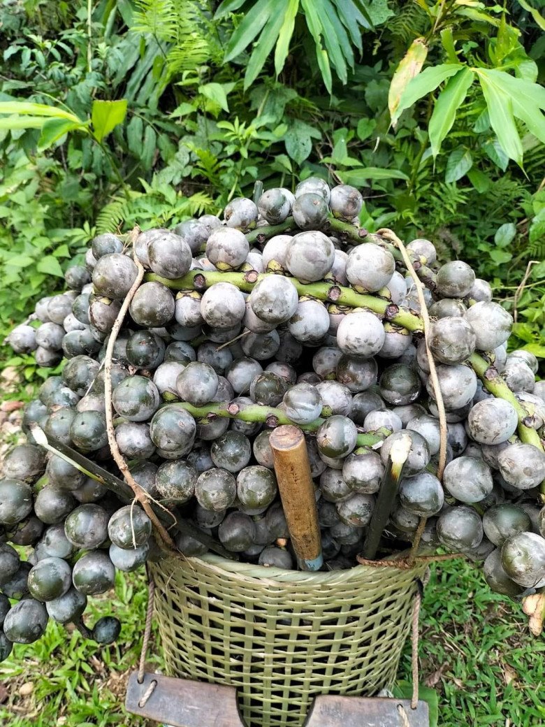 Khám Phá Loại Quả Xưa, Nay Là Đặc Sản 60.000đ/kg Khám Phá Loại Quả Xưa, Nay Là Đặc Sản 60.000đ/kg