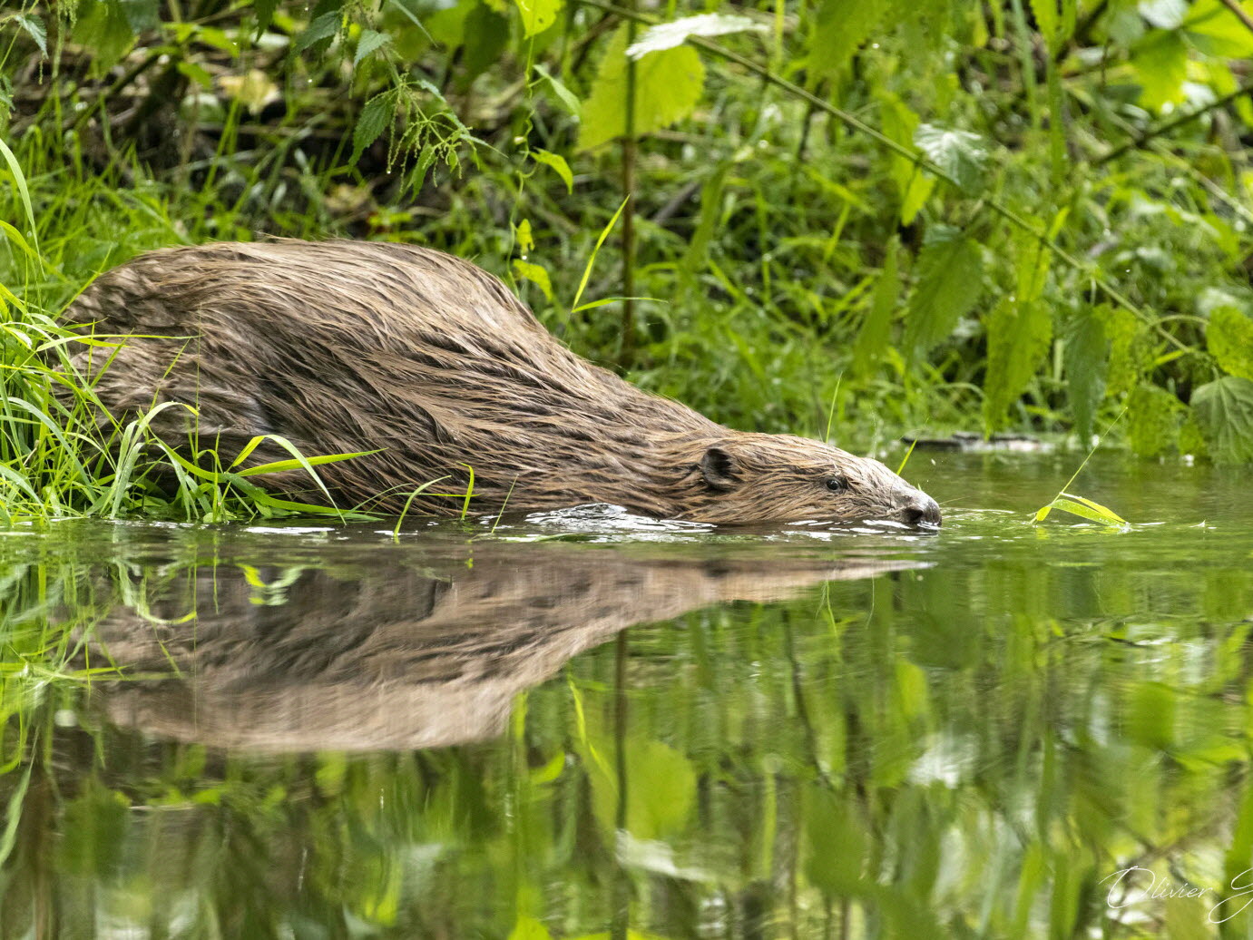 L'ingénierie Castor En Drôme : Observations Sur Deux Cours D'eau L'ingénierie Castor En Drôme : Observations Sur Deux Cours D'eau