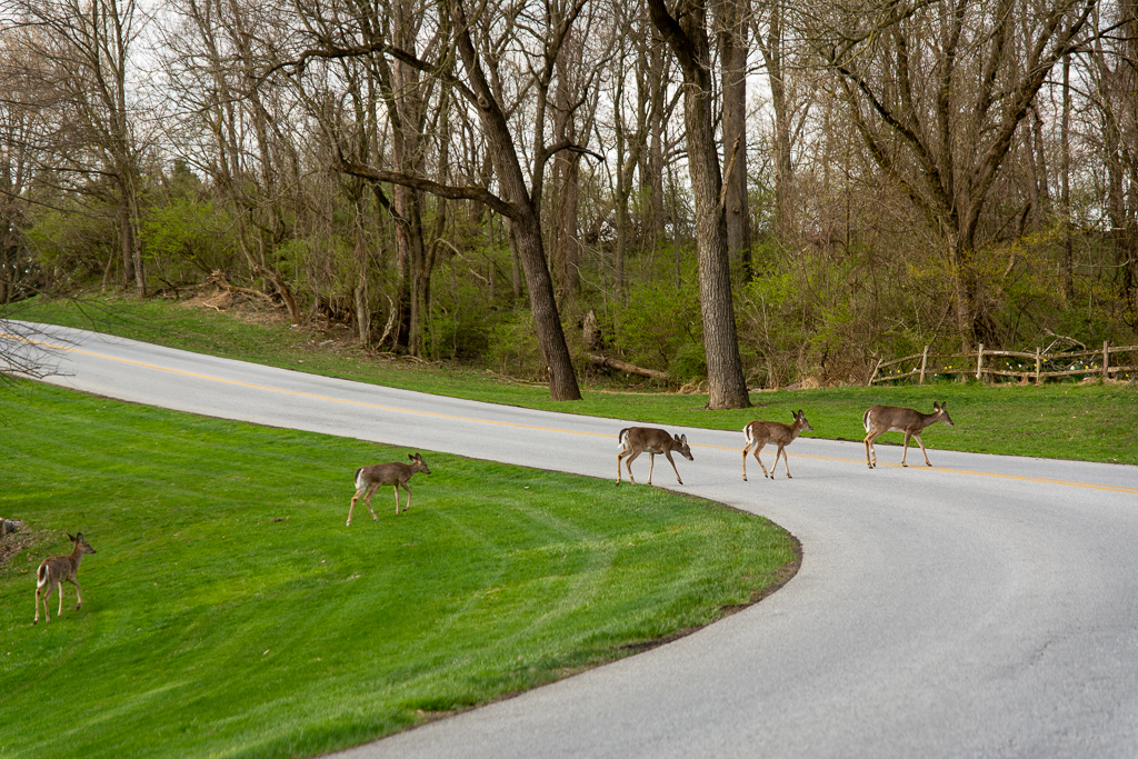 Lancaster County Park: Two Cows On The Loose Lancaster County Park: Two Cows On The Loose