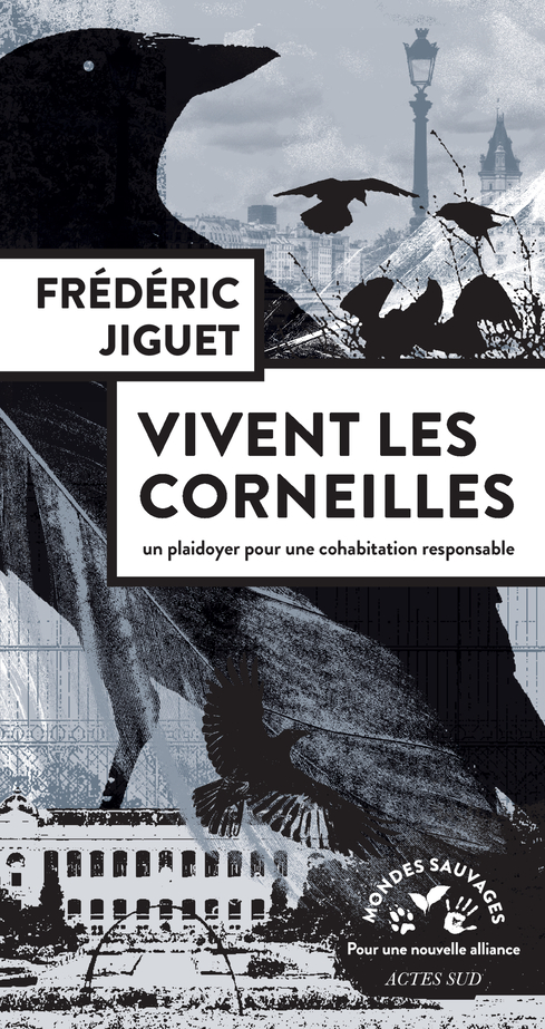 Les Corneilles Et Leur Incroyable Capacité Géométrique: Surclassant Même Les Babouins Les Corneilles Et Leur Incroyable Capacité Géométrique: Surclassant Même Les Babouins