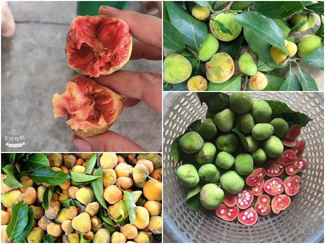 Loại Quả Xưa Nay Thành Đặc Sản 60.000đ/kg: Hương Vị Độc Đáo Được Dân Thành Phố Yêu Thích Loại Quả Xưa Nay Thành Đặc Sản 60.000đ/kg: Hương Vị Độc Đáo Được Dân Thành Phố Yêu Thích