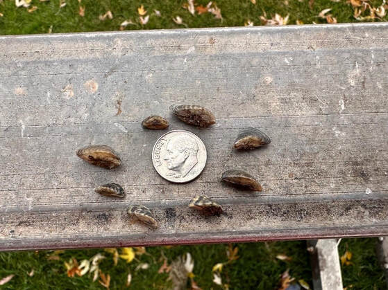 Local Casper Resident Finds Thousands Of Zebra Mussels Local Casper Resident Finds Thousands Of Zebra Mussels