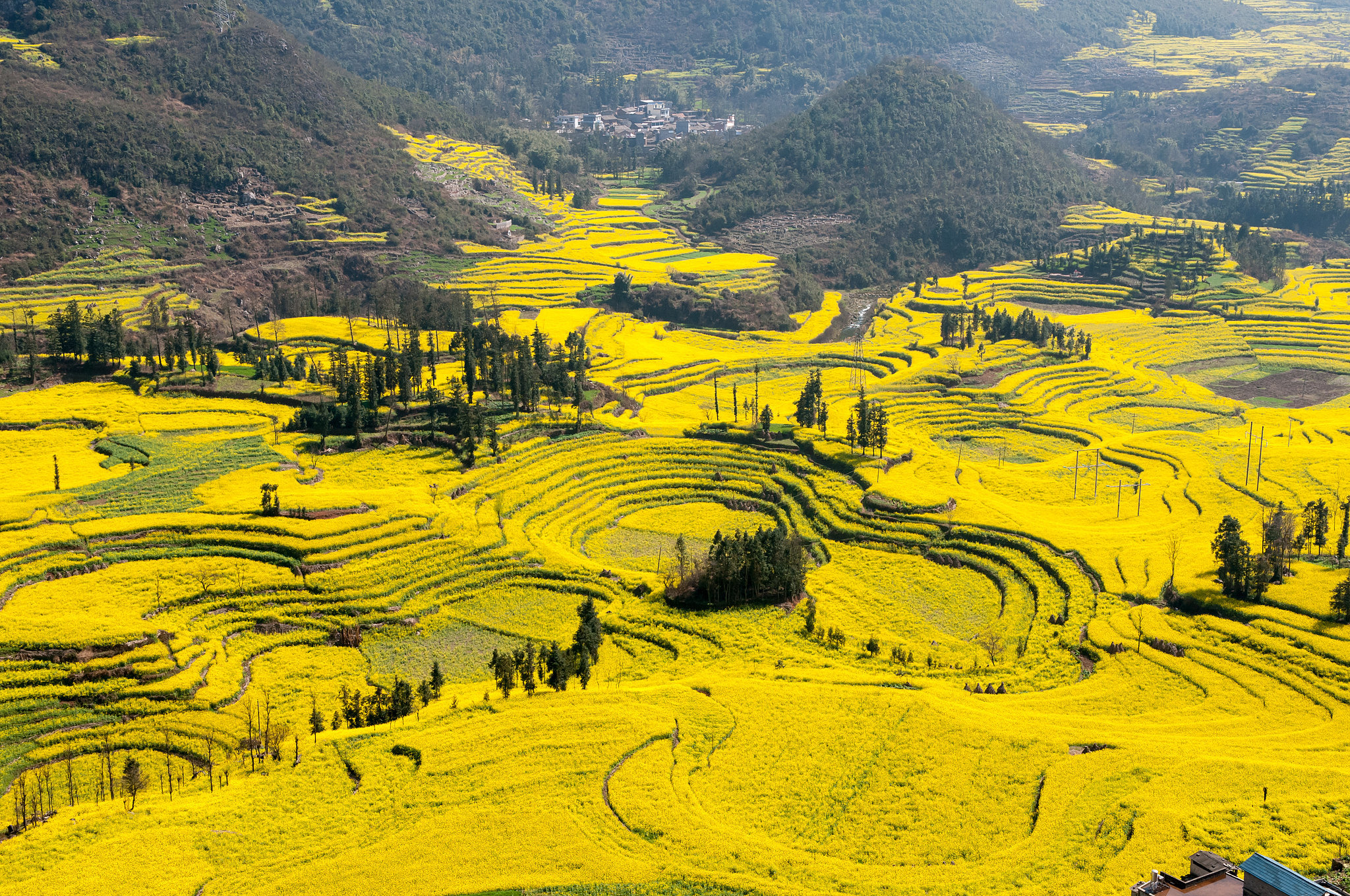 Navigating The New Landscape: China's Canola Import Strategy Navigating The New Landscape: China's Canola Import Strategy