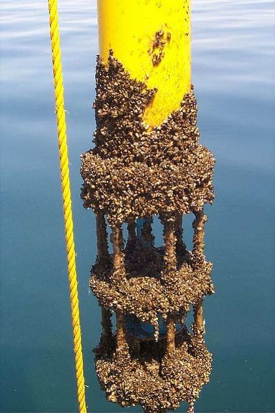New Boat Lift, Big Problem: Casper Resident's Zebra Mussel Infestation New Boat Lift, Big Problem: Casper Resident's Zebra Mussel Infestation