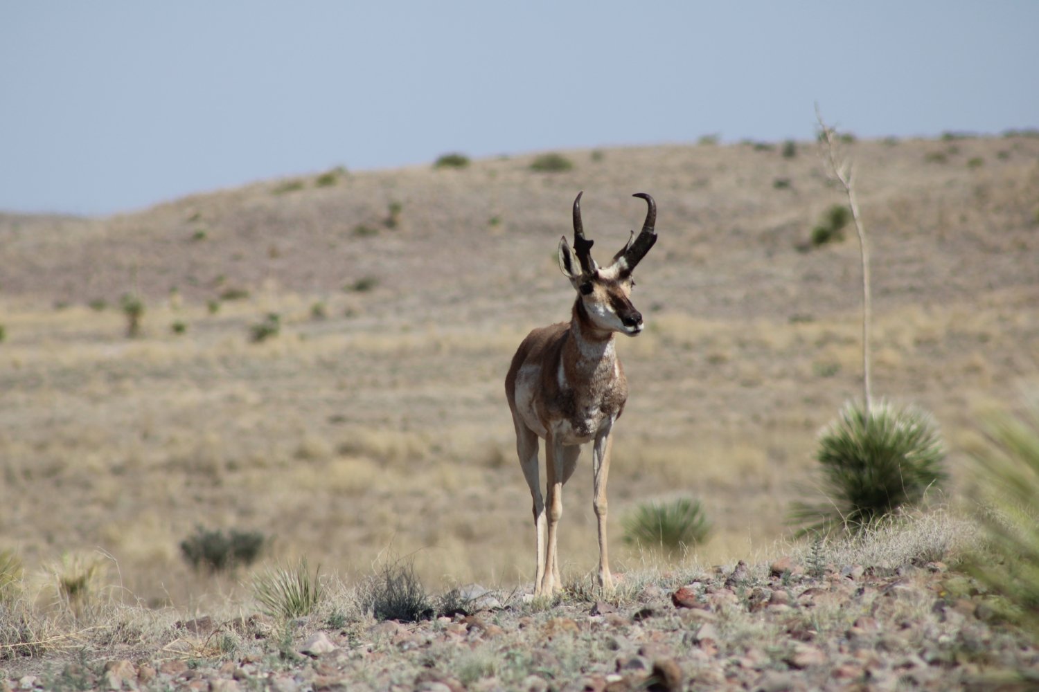 New Documentary Highlights Pronghorn Survival After Harsh Winter New Documentary Highlights Pronghorn Survival After Harsh Winter