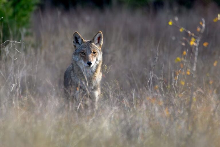 Night Hunter: Tracking And Understanding Nocturnal Wildlife Night Hunter: Tracking And Understanding Nocturnal Wildlife