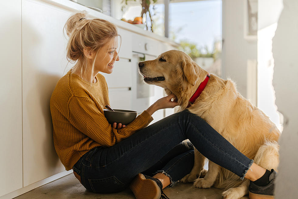 Omni Secures Dragon's Den Funding: Plant-Based Dog Food Takes Center Stage Omni Secures Dragon's Den Funding: Plant-Based Dog Food Takes Center Stage