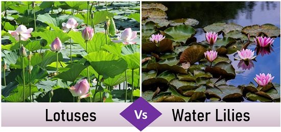 Online Casino Bonuses Compared: Black Lotus Vs. The Competition Online Casino Bonuses Compared: Black Lotus Vs. The Competition