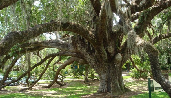 Orlando Fringe: A History Of Arts & Music At Loch Haven Park Orlando Fringe: A History Of Arts & Music At Loch Haven Park