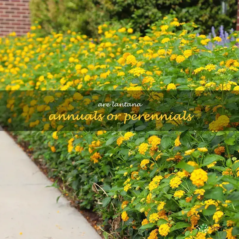 Perennials Or Annuals: The Ultimate Guide For Flower Garden Planning Perennials Or Annuals: The Ultimate Guide For Flower Garden Planning