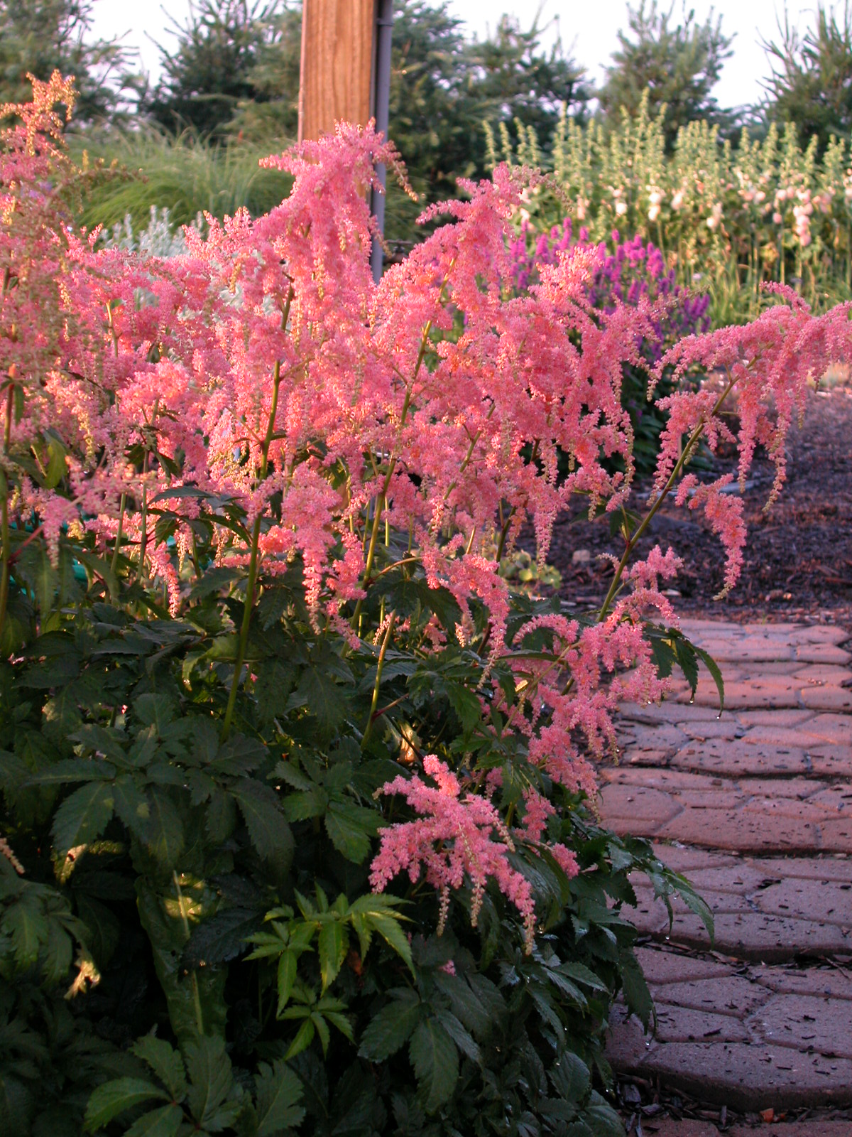 Perennials Vs. Annuals: Making The Best Choice For Your Flowerbeds Perennials Vs. Annuals: Making The Best Choice For Your Flowerbeds