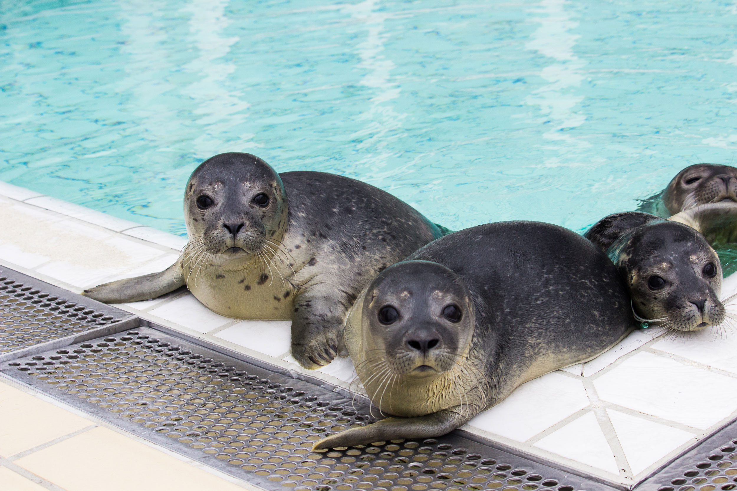 Pieterburen Seal Rescue Center: 50 Years Of Service Concludes With Final Seal Release