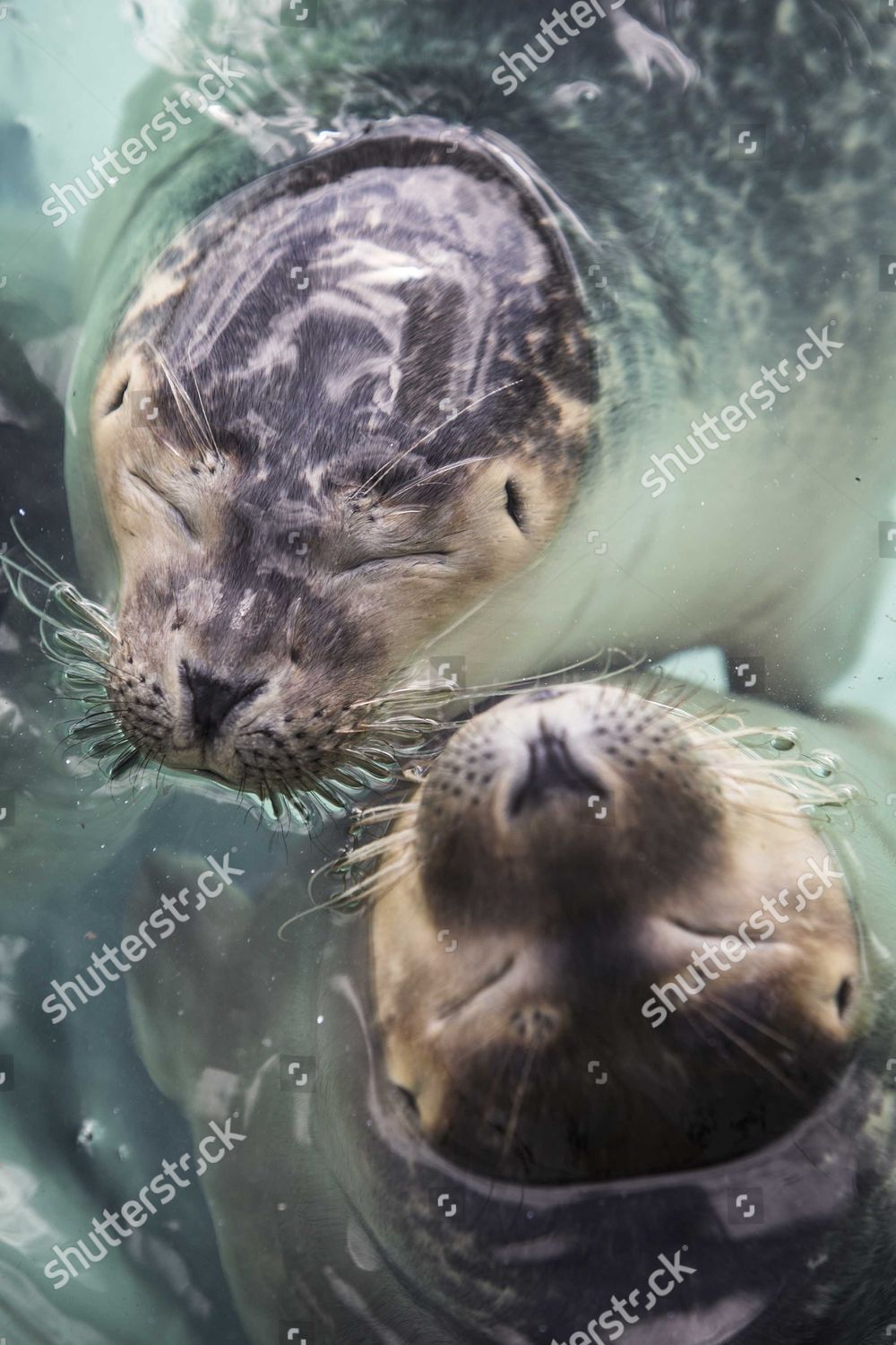 Pieterburen Seal Rescue Center Closes After 50 Years: Final Seals Released Pieterburen Seal Rescue Center Closes After 50 Years: Final Seals Released