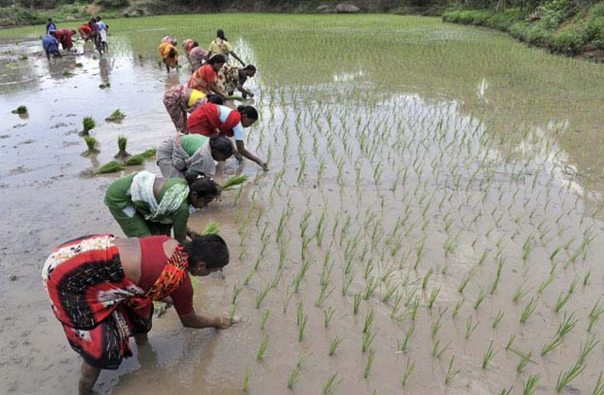 Positive Monsoon Forecast To Spur Farm Sector Growth In India Positive Monsoon Forecast To Spur Farm Sector Growth In India