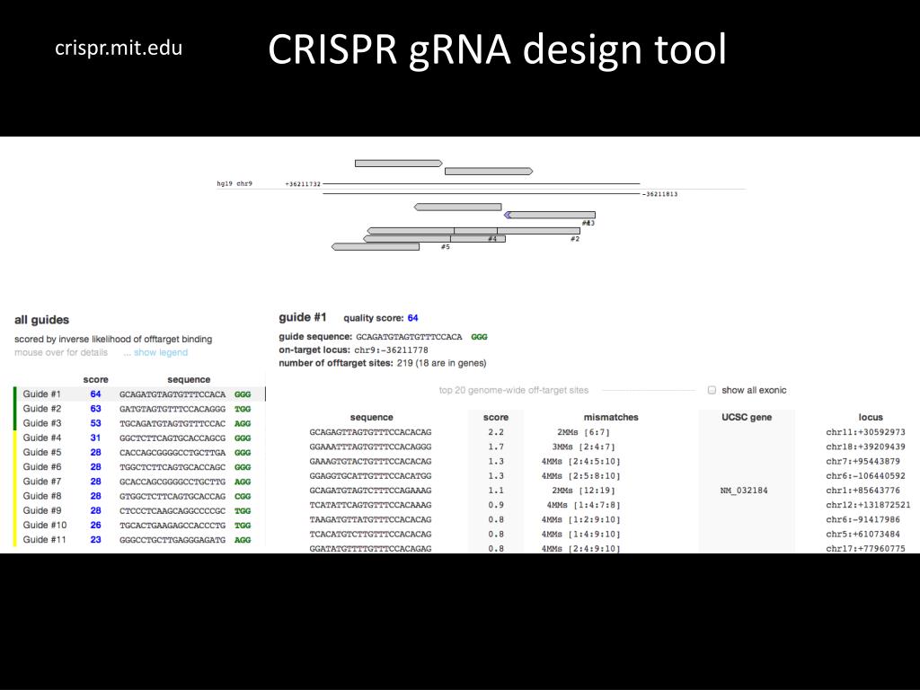 Precise Gene Editing: The Promise Of A Novel CRISPR Modification Precise Gene Editing: The Promise Of A Novel CRISPR Modification