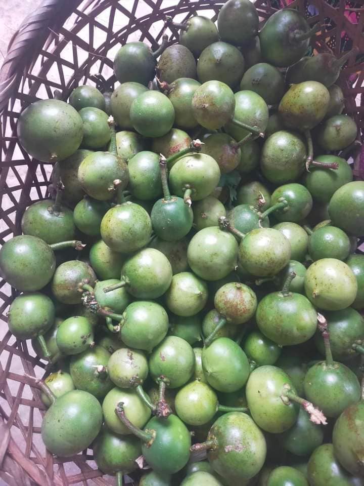 Quả Xưa Ít Người Biết, Nay Được Dân Thành Phố Ưa Chuộng (60.000đ/kg) Quả Xưa Ít Người Biết, Nay Được Dân Thành Phố Ưa Chuộng (60.000đ/kg)