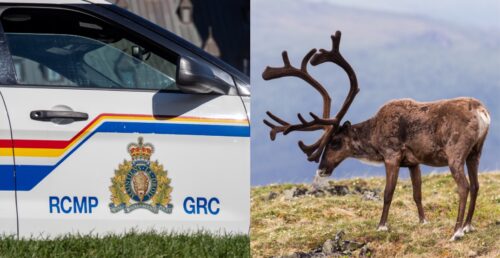 RCMP Investigate Illegal Caribou Hunting Near Manitoba-Nunavut Border RCMP Investigate Illegal Caribou Hunting Near Manitoba-Nunavut Border