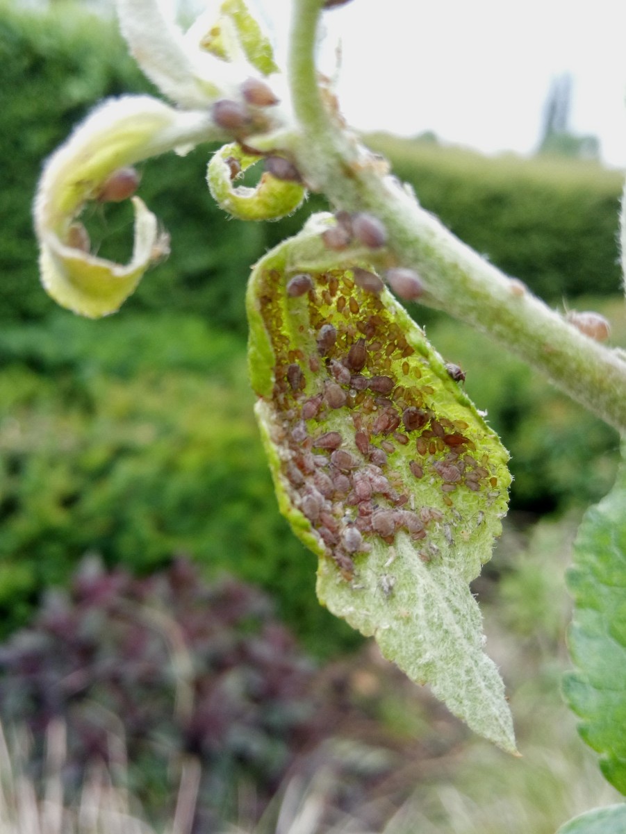 Reduced Apple Yields: The Impact Of Rosy Apple Aphid Infestation Reduced Apple Yields: The Impact Of Rosy Apple Aphid Infestation