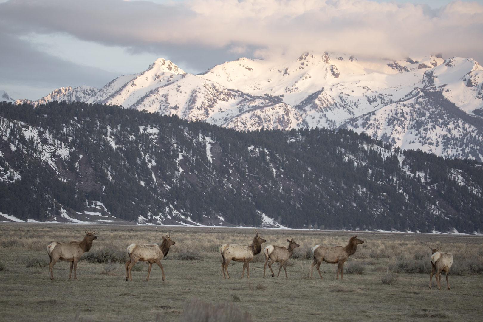 Reduced Jackson Elk Hunting Permits Following Public Outcry Reduced Jackson Elk Hunting Permits Following Public Outcry