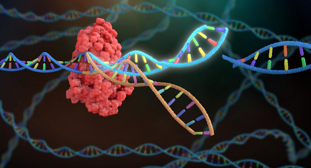 Revolutionizing Gene Repair: A New CRISPR Modification For Increased Precision Revolutionizing Gene Repair: A New CRISPR Modification For Increased Precision