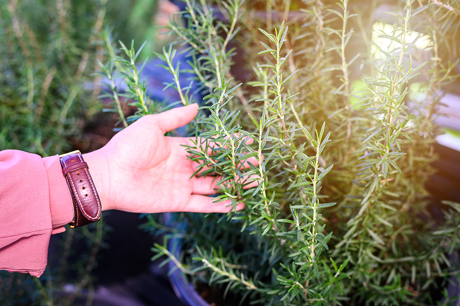Rosemary & Thyme: Benefits, Cultivation, And Recipes