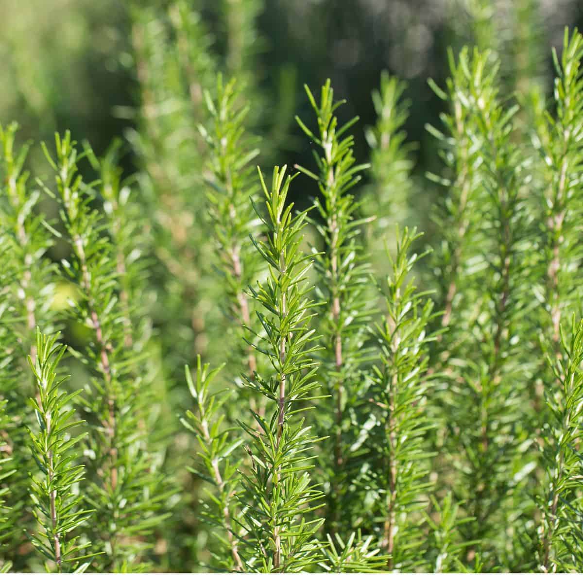 Rosemary & Thyme: Growing, Harvesting, And Using These Herbs Rosemary & Thyme: Growing, Harvesting, And Using These Herbs