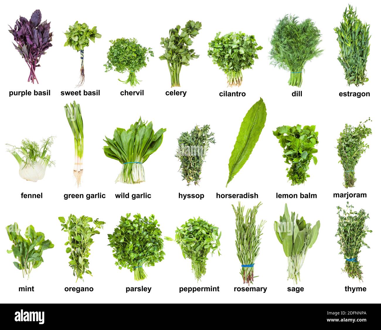 Rosemary & Thyme: History, Folklore, And Culinary Traditions