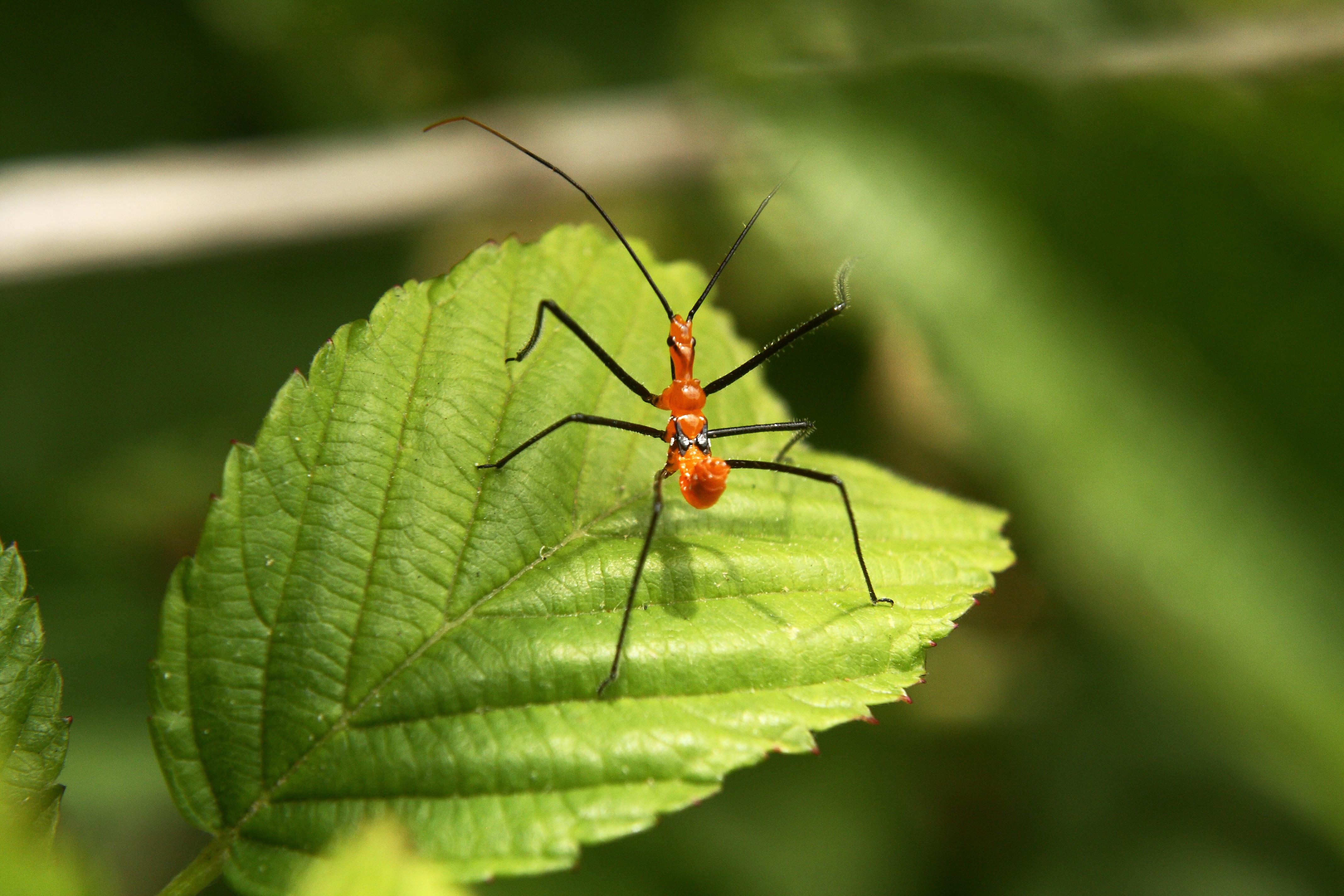 Rosy Apple Aphid Threatens Apple Harvest: Expected 10-30% Reduction Rosy Apple Aphid Threatens Apple Harvest: Expected 10-30% Reduction